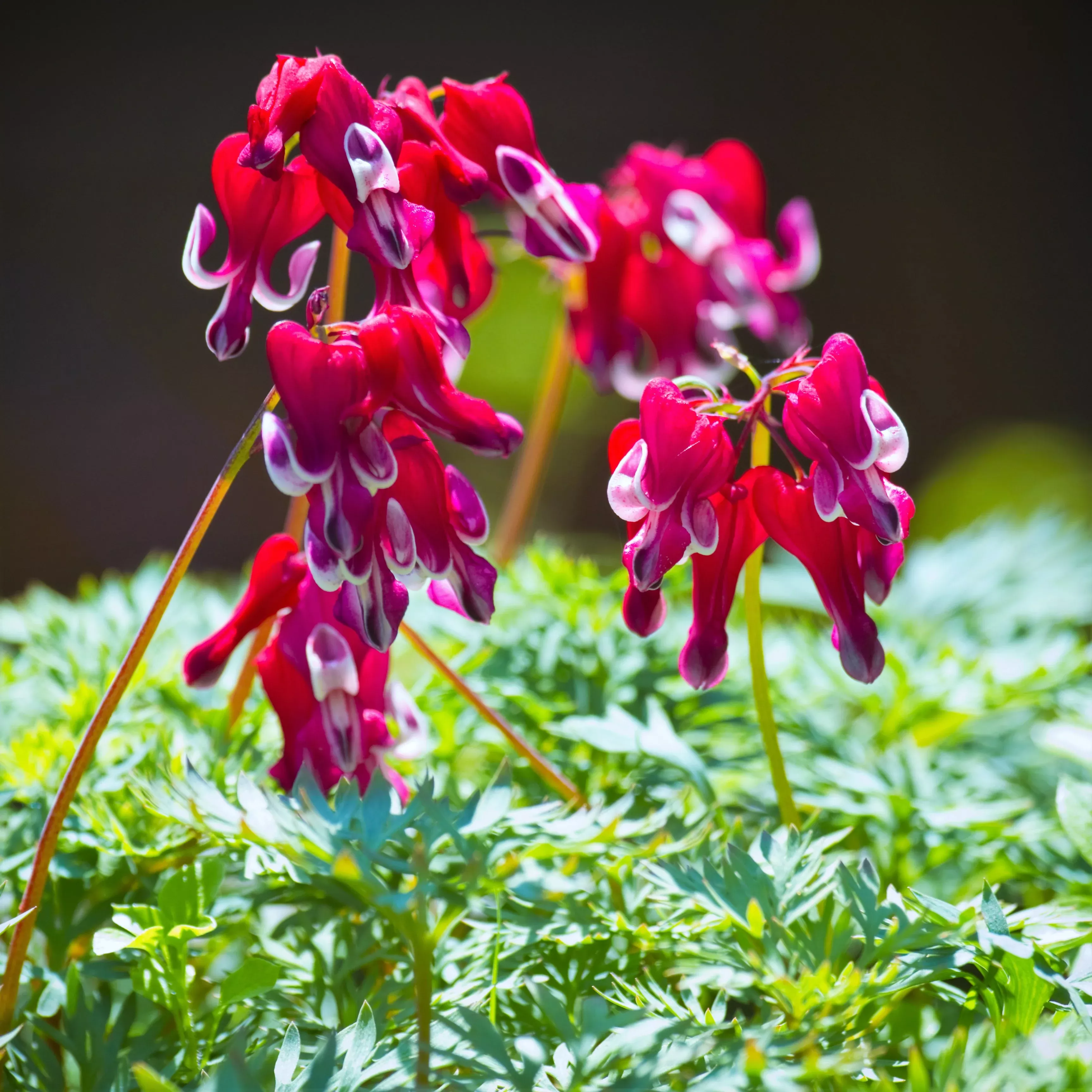 Dicentra - Burning Hearts