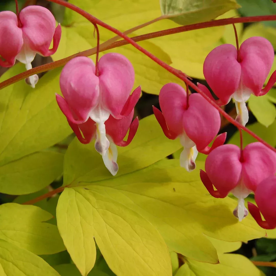 Dicentra 'Gold Hearts'