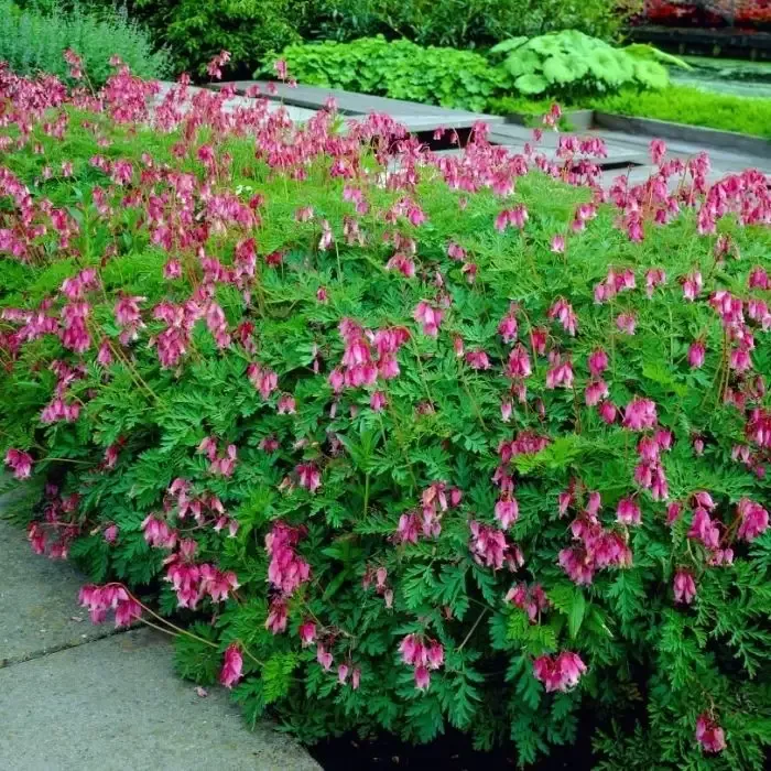 Dicentra 'Luxuriant'
