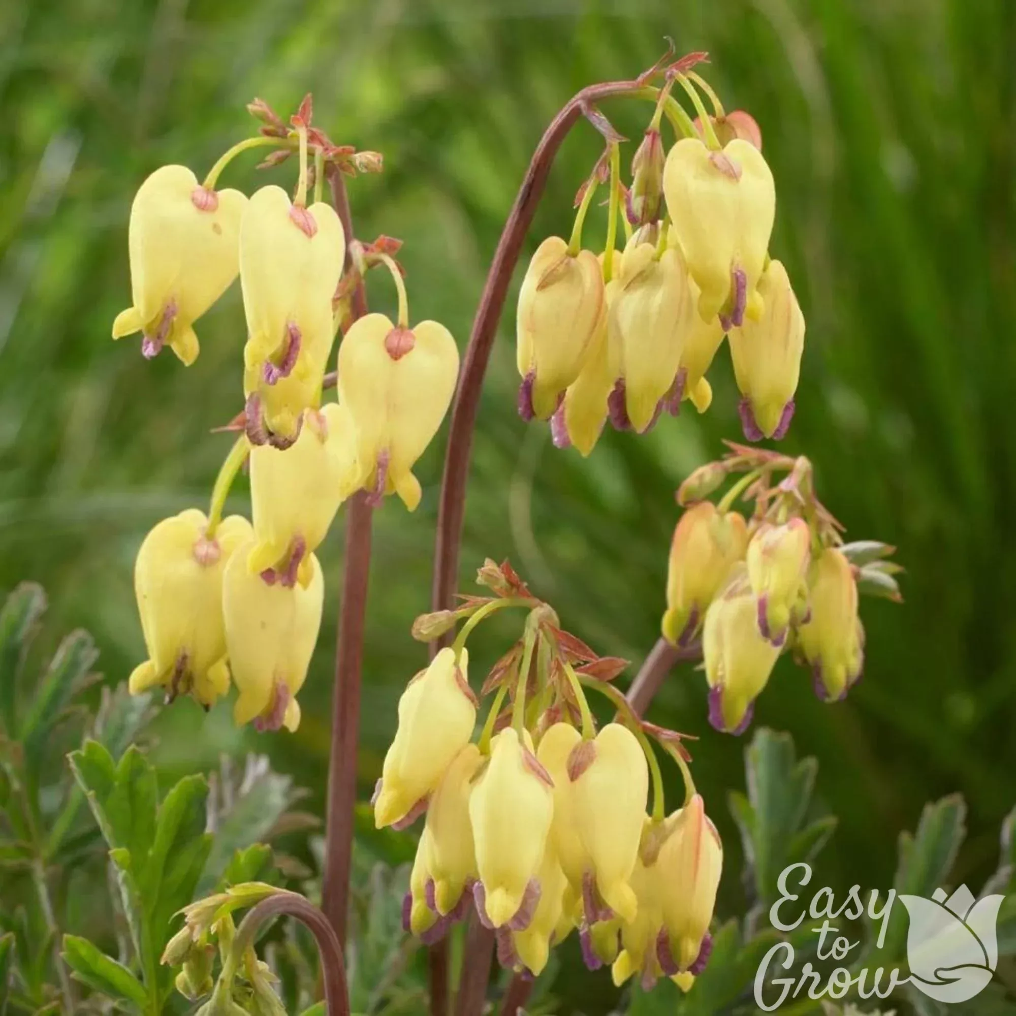 Dicentra - Sulphur Hearts