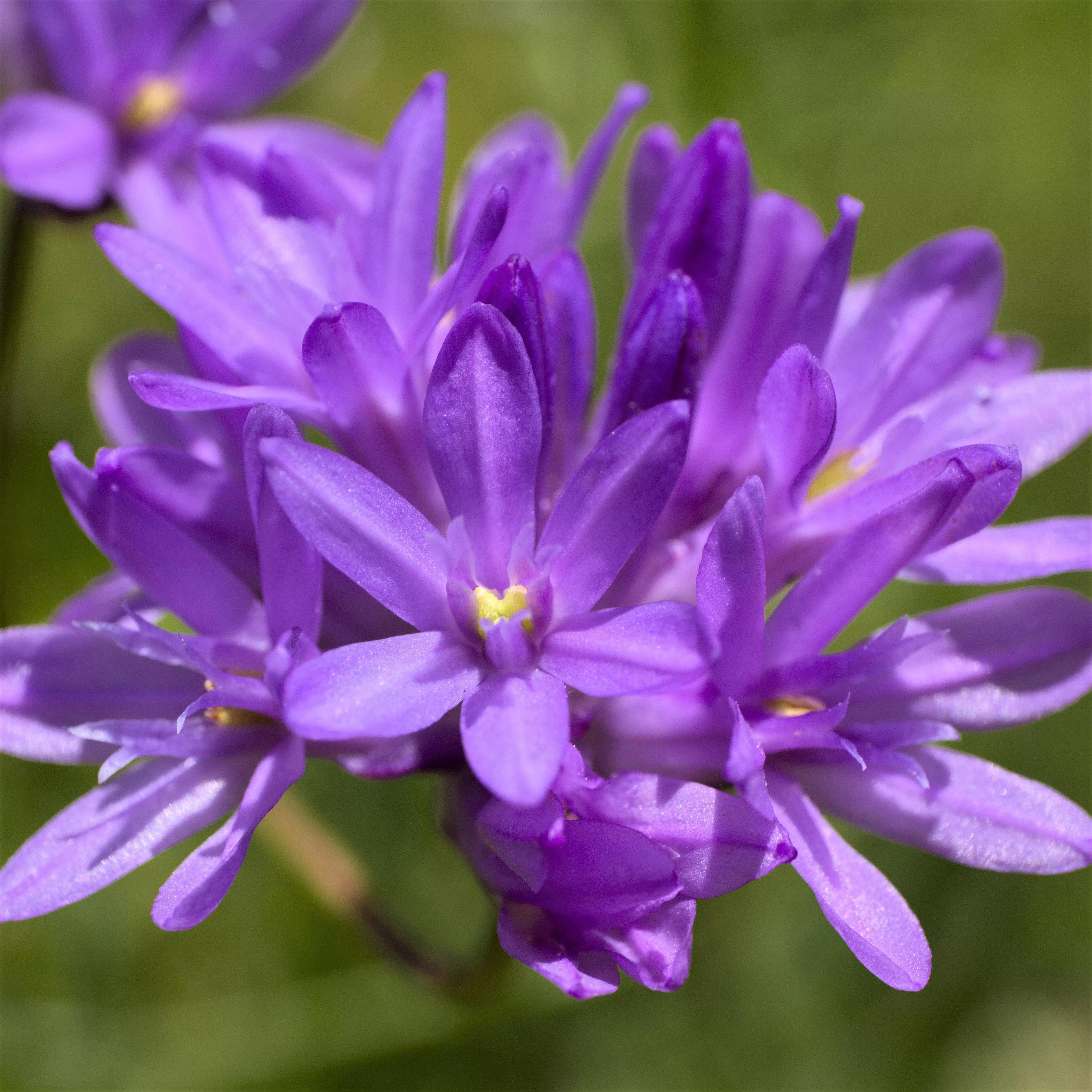 Dichelostemma - Congestum