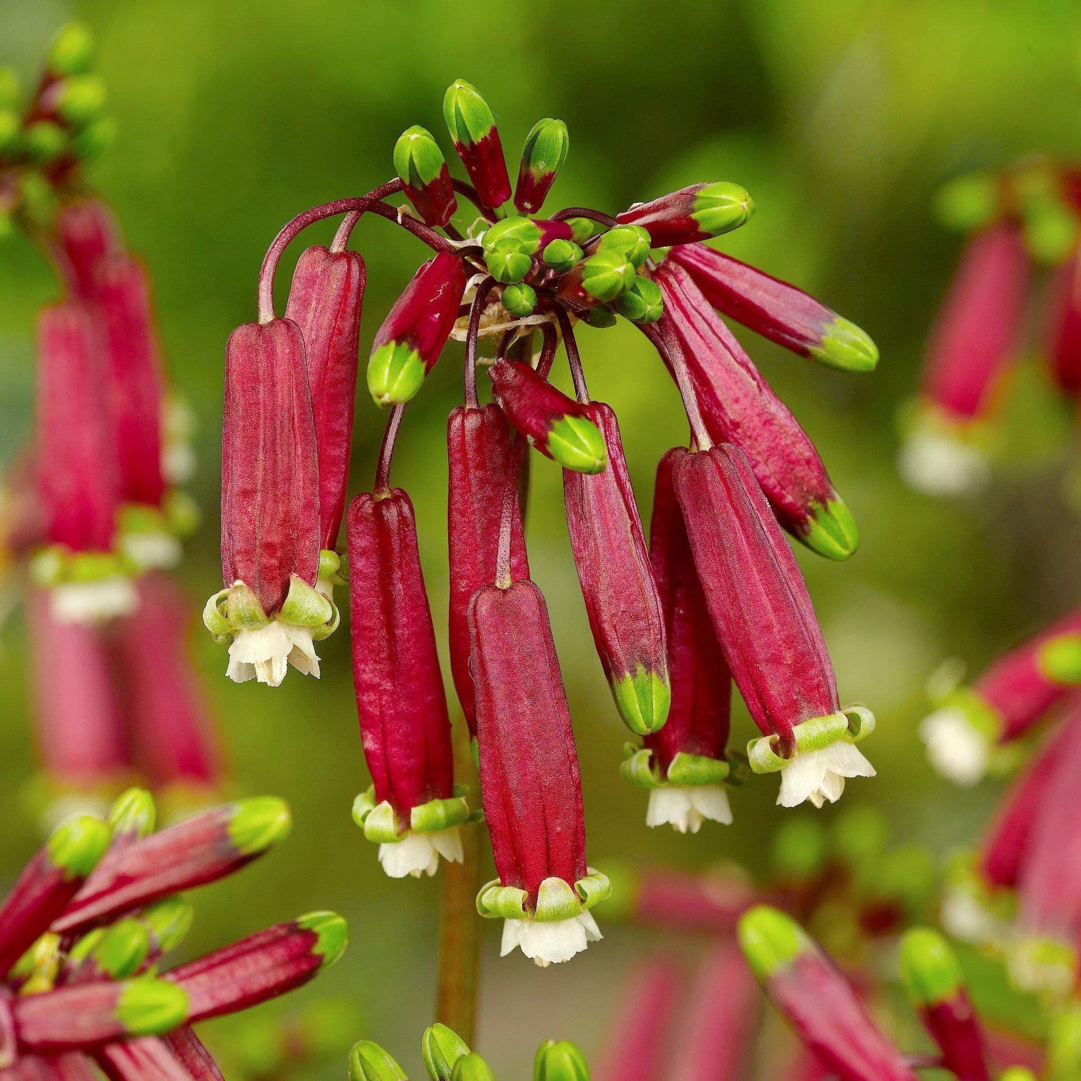 Dichelostemma - Ida-Maia Firecracker Flower