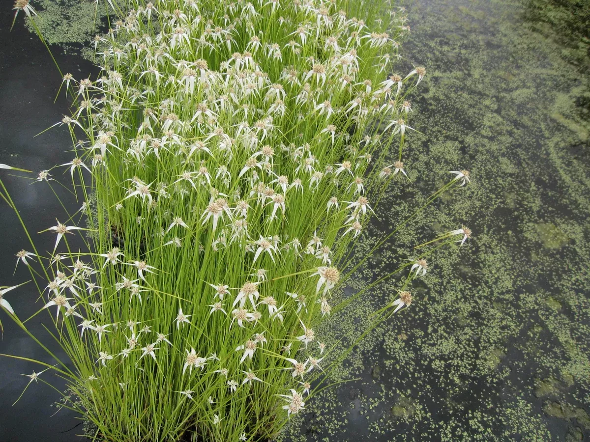 Dichromena Latifolia"Giant Star Grass"