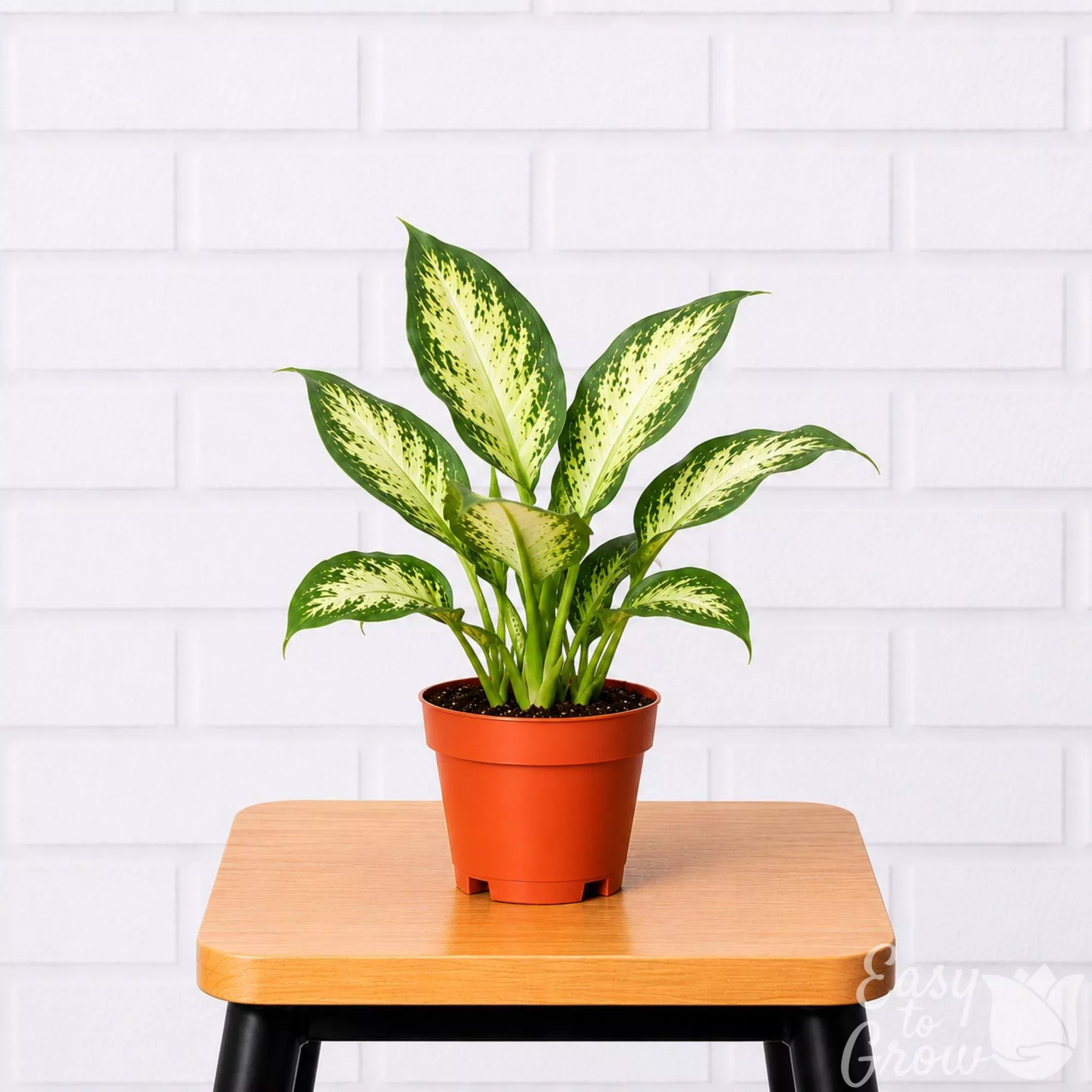 Dieffenbachia Camille Potted Houseplant