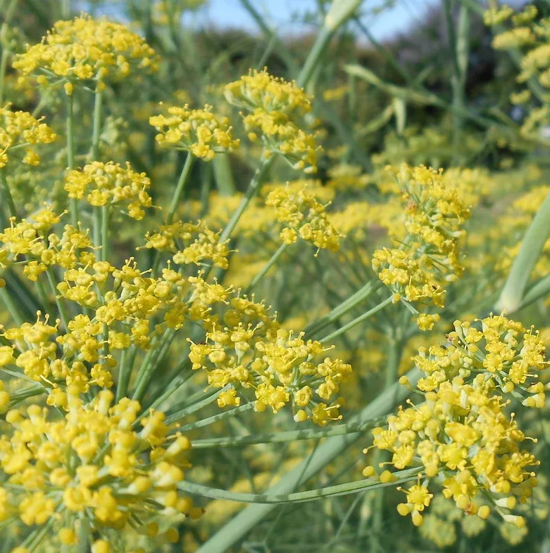 Dill 'Bouquet'