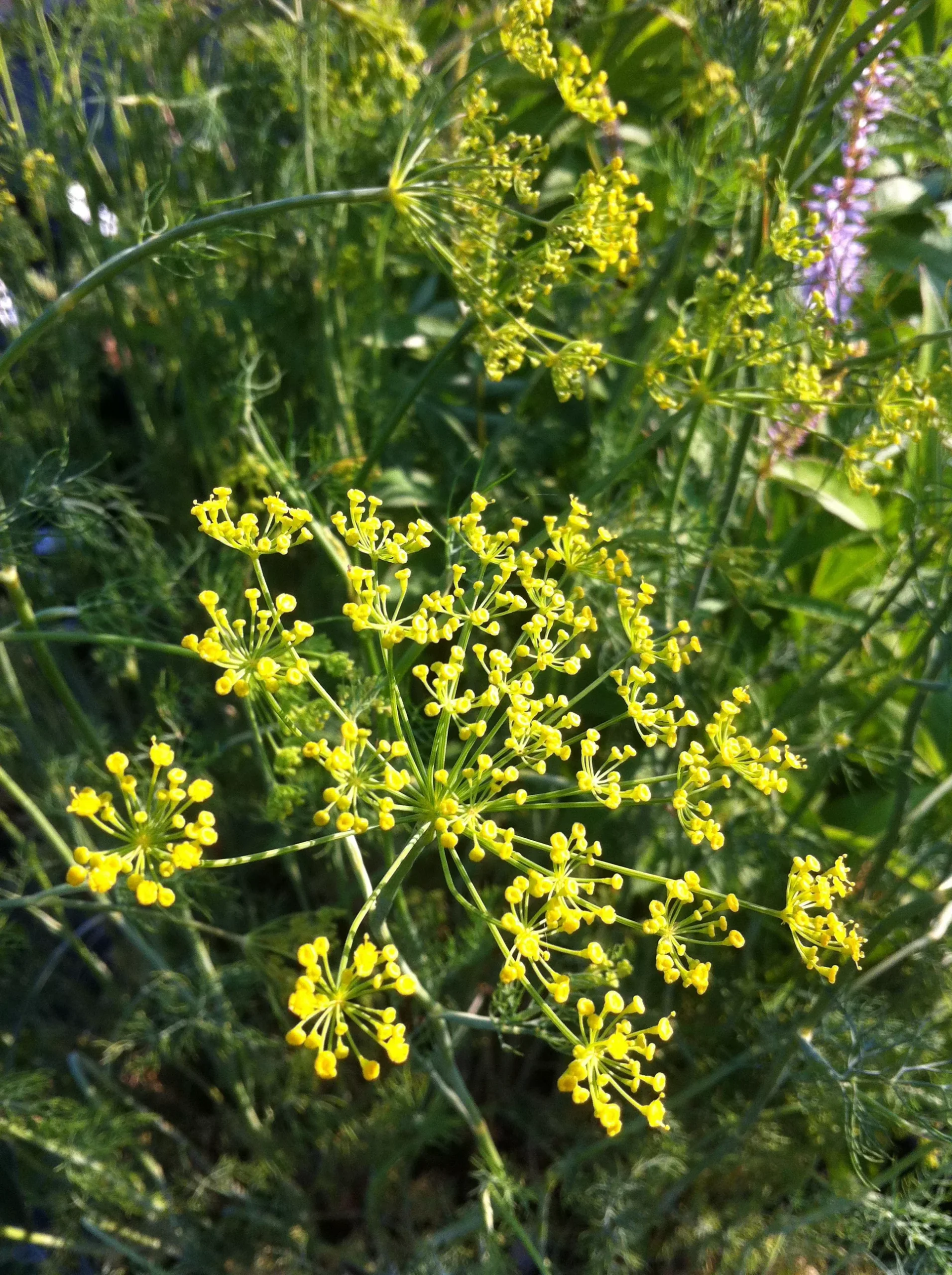 Dill