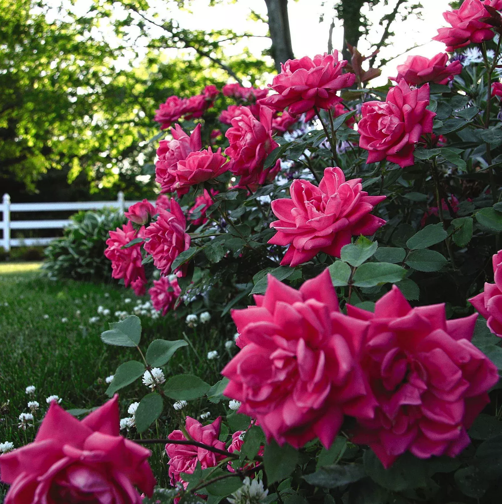 Double Pink Knock Out Rose