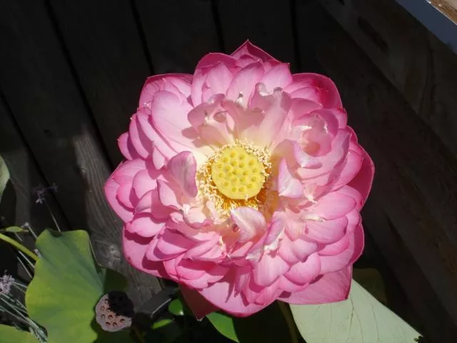 Double Rose- Lotus