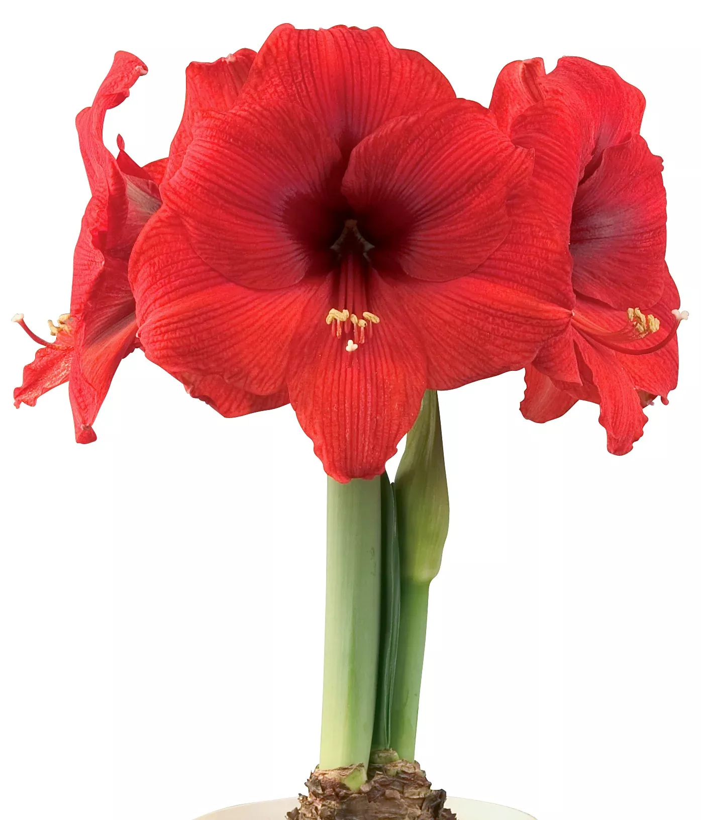 Double Six Symphony Amaryllis