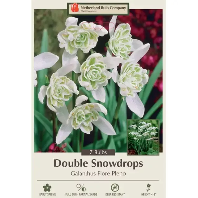 Double Snowdrop Bulbs – ‘Flore Pleno’, Pack of 7
