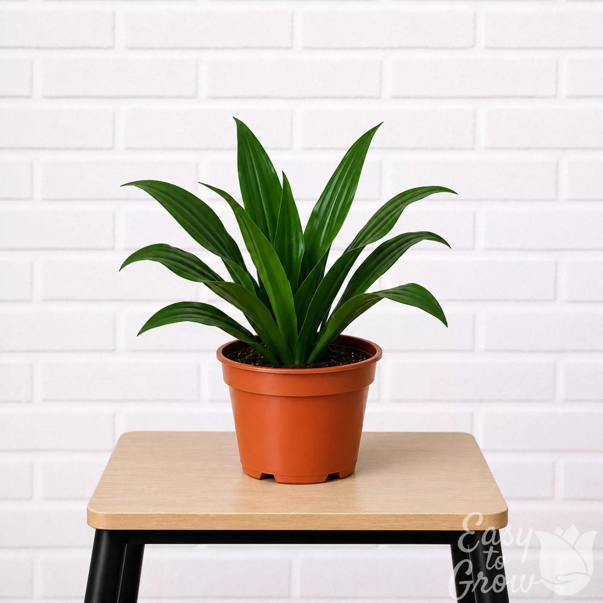 Dracaena Janet Craig Potted Houseplant