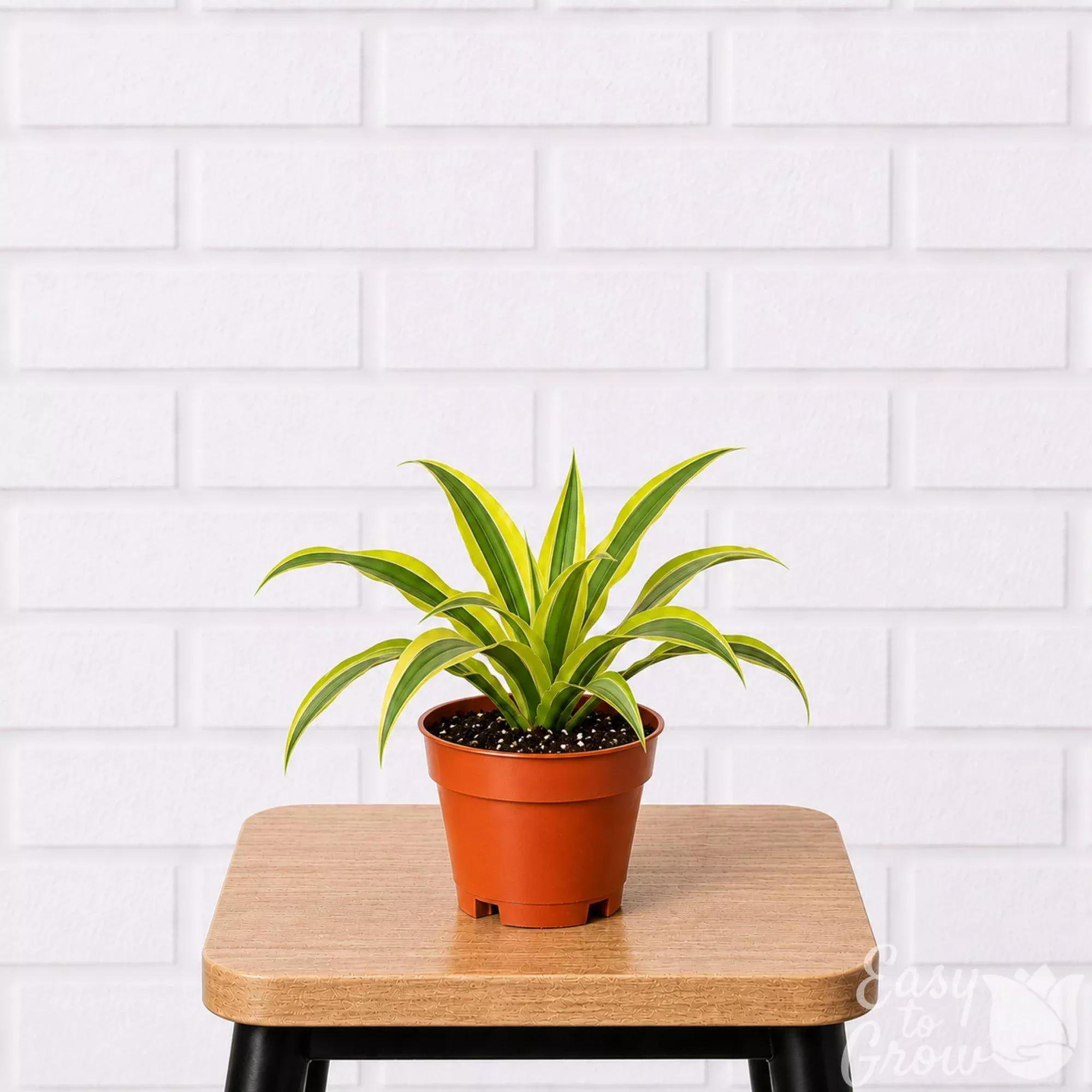 Dracaena Lemon Lime Potted Houseplant