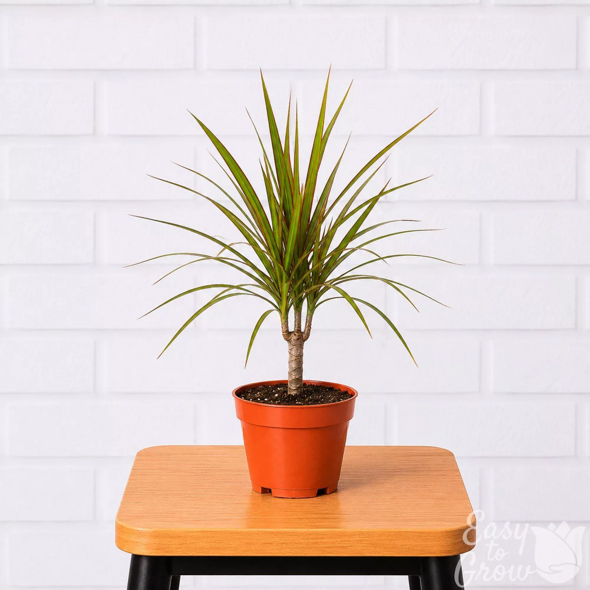 Dracaena Marginata Cane Potted Houseplant