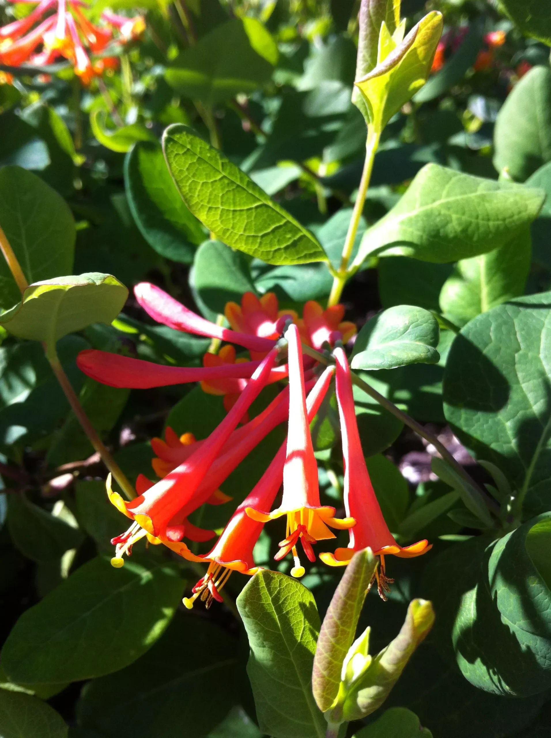 Dropmore Scarlet Trumpet Honeysuckle