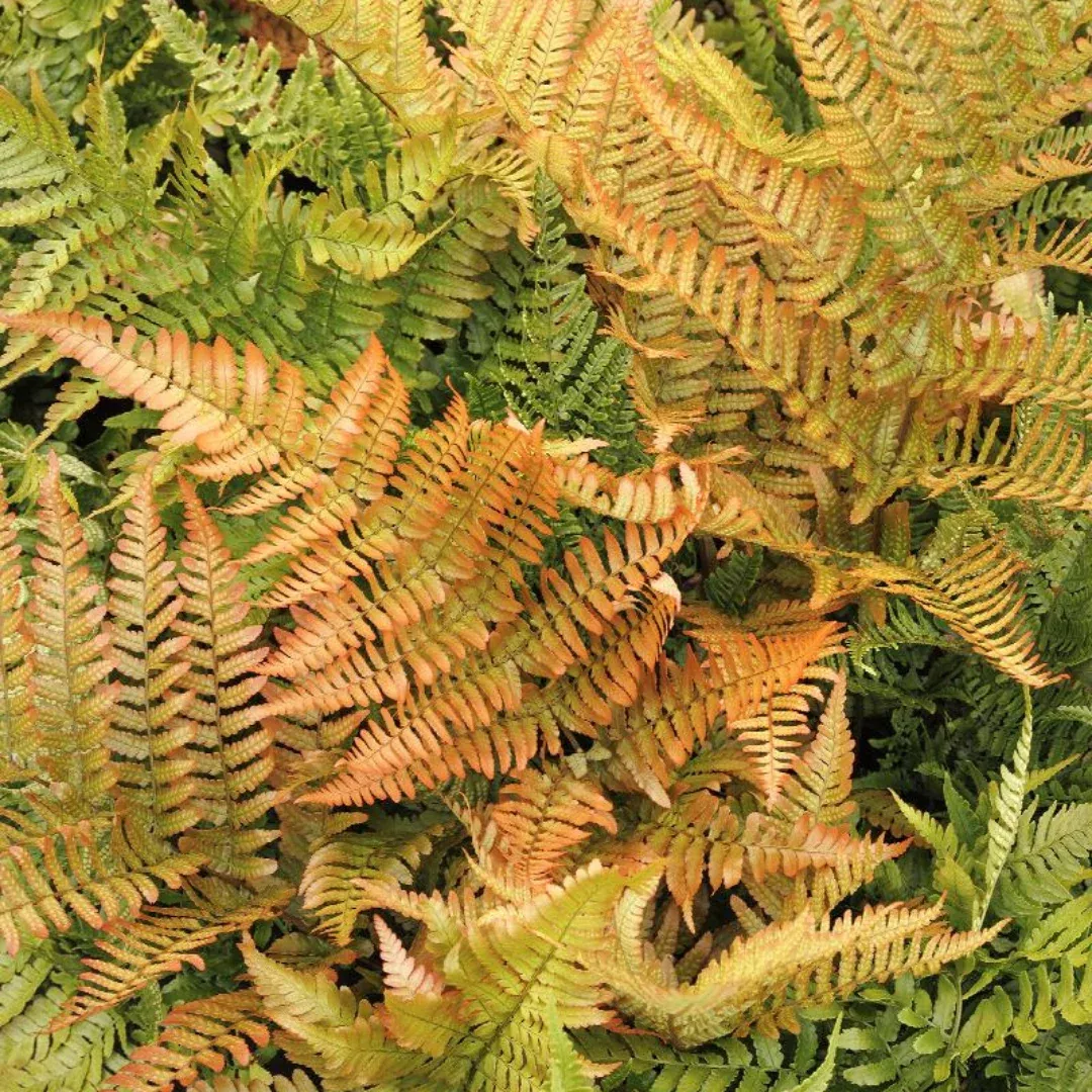 Dryopteris 'Brilliance'