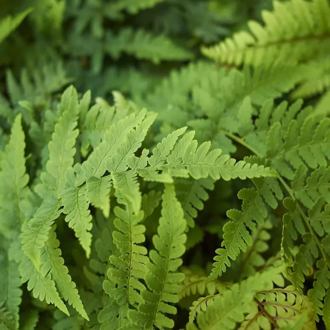Dryopteris 'Eastern Wood Fern'