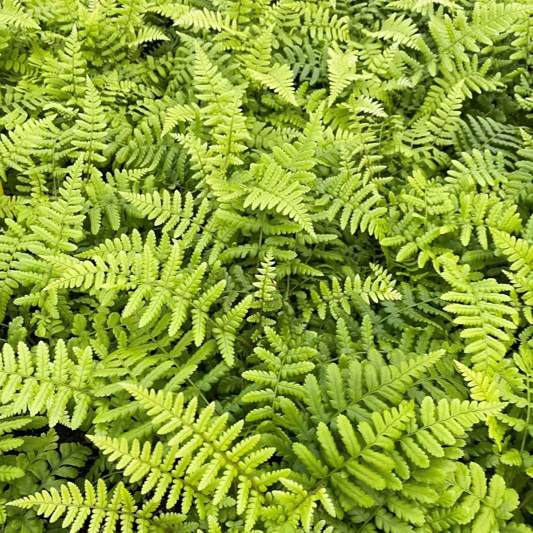 Dryopteris 'Golden Scaled Fern'