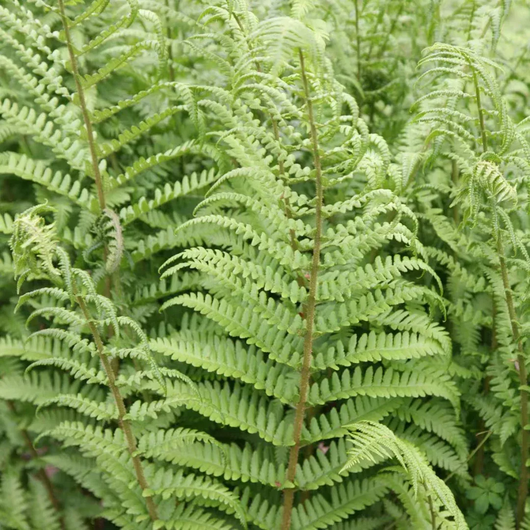 Dryopteris 'Male Fern'