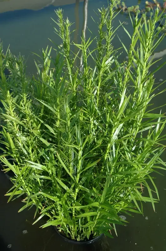 Dulichium arundinaceum "Dwarf Bamboo"