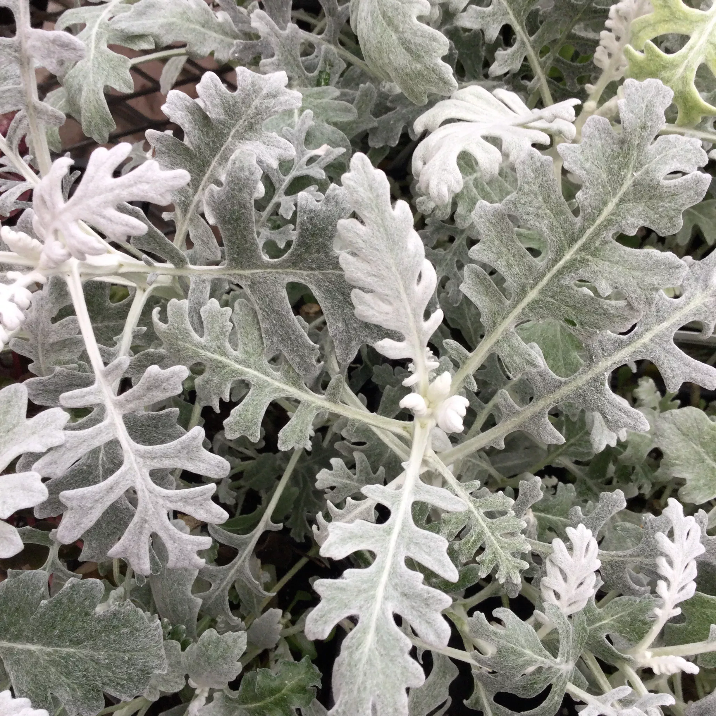 Dusty Miller