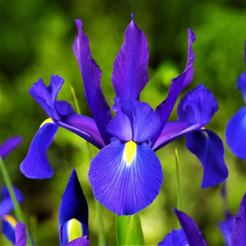 Dutch Iris – Telstar