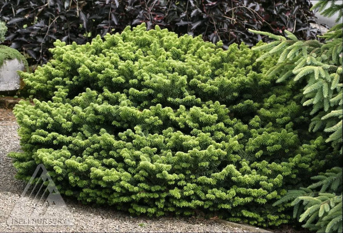Dwarf Balsam Fir