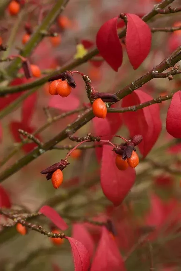 Dwarf Burning Bush
