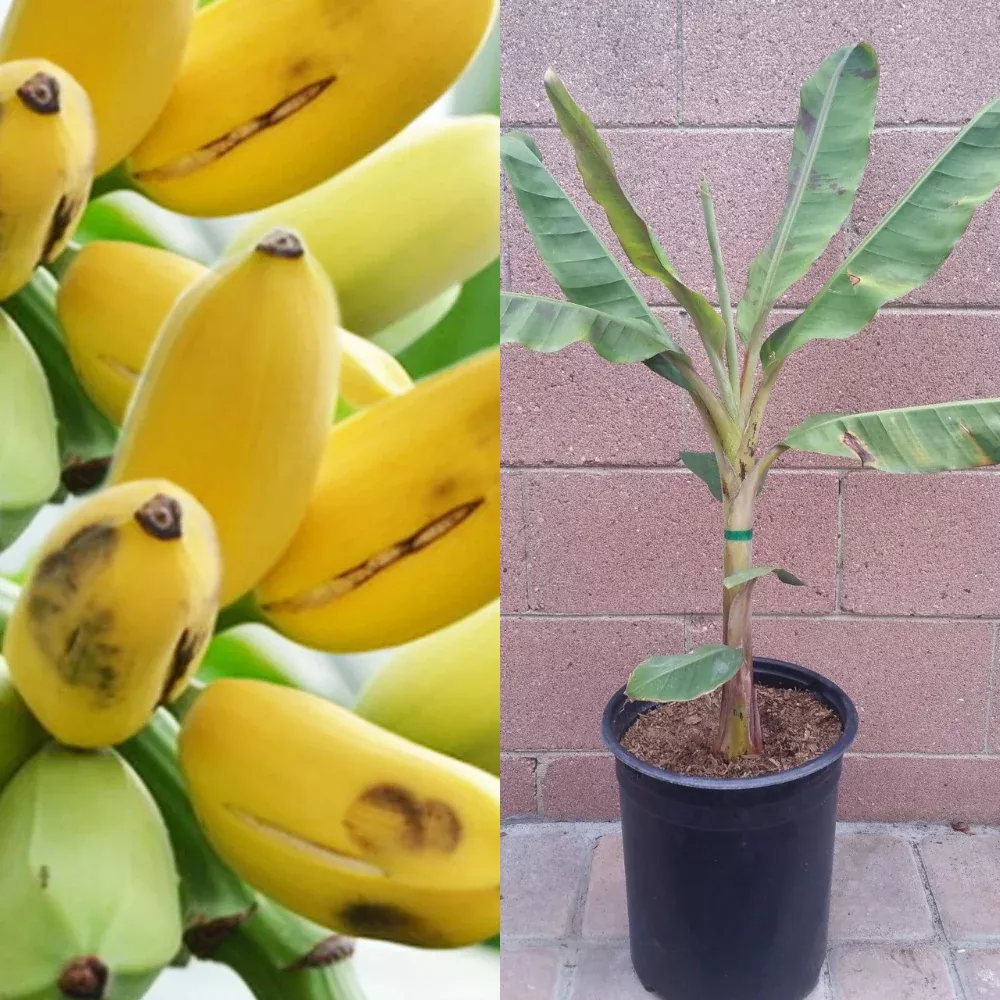 Dwarf Cavendish Banana Tropical Fruit Tree