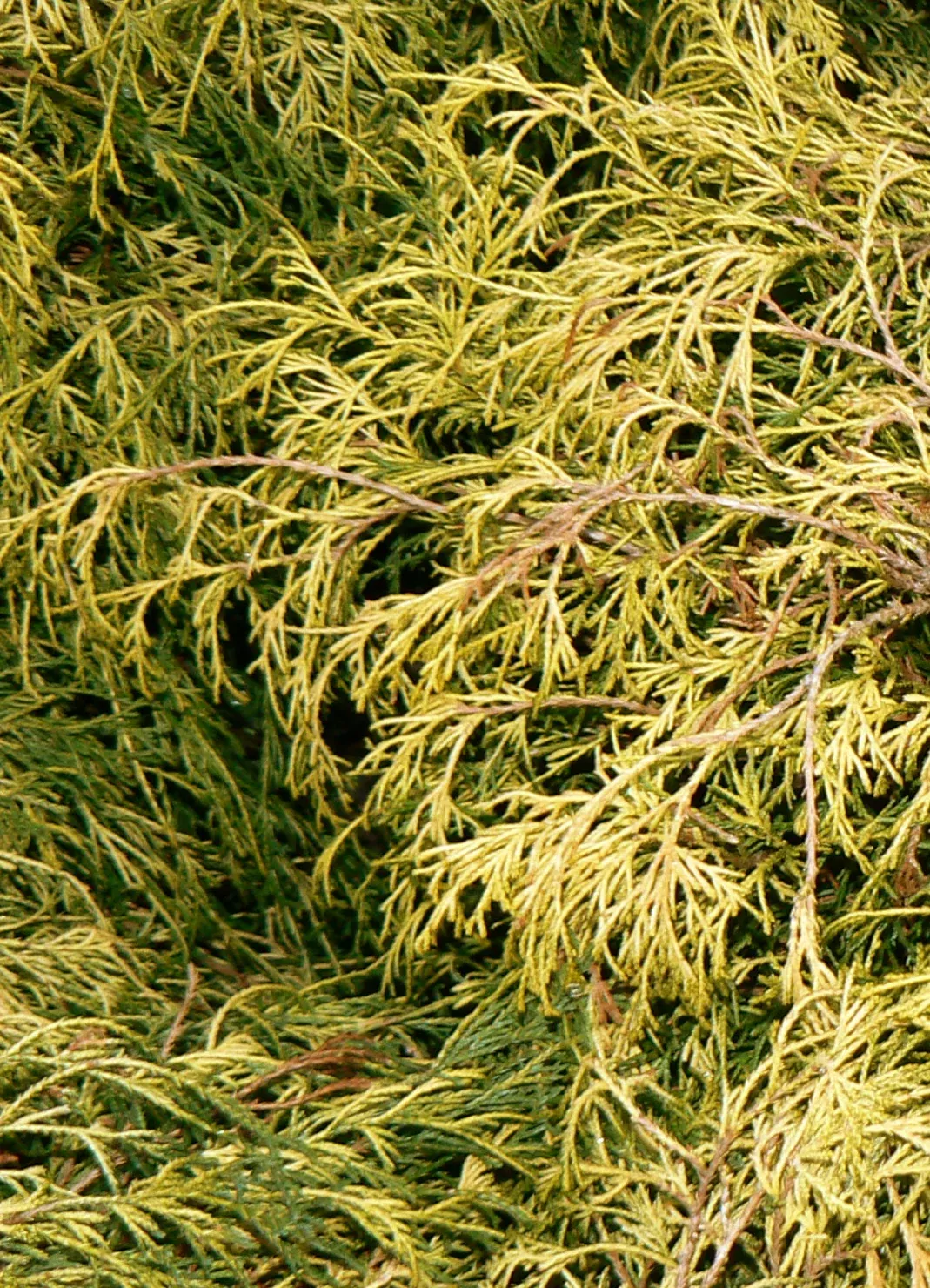 Dwarf Golden Threadleaf Falsecypress