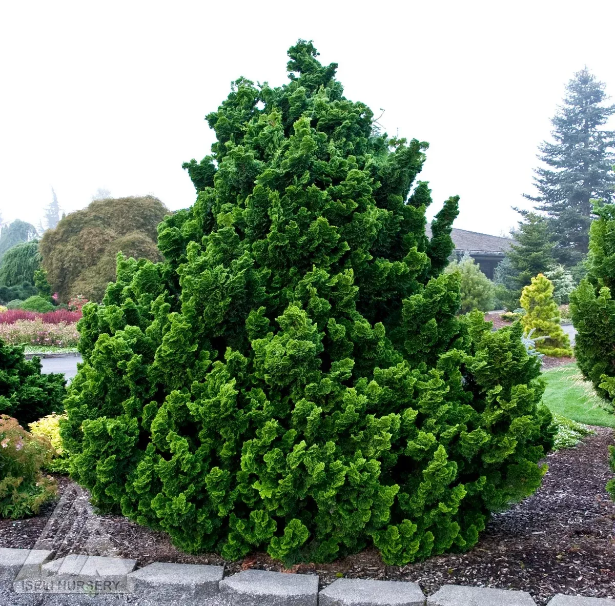 Dwarf Hinoki Falsecypress