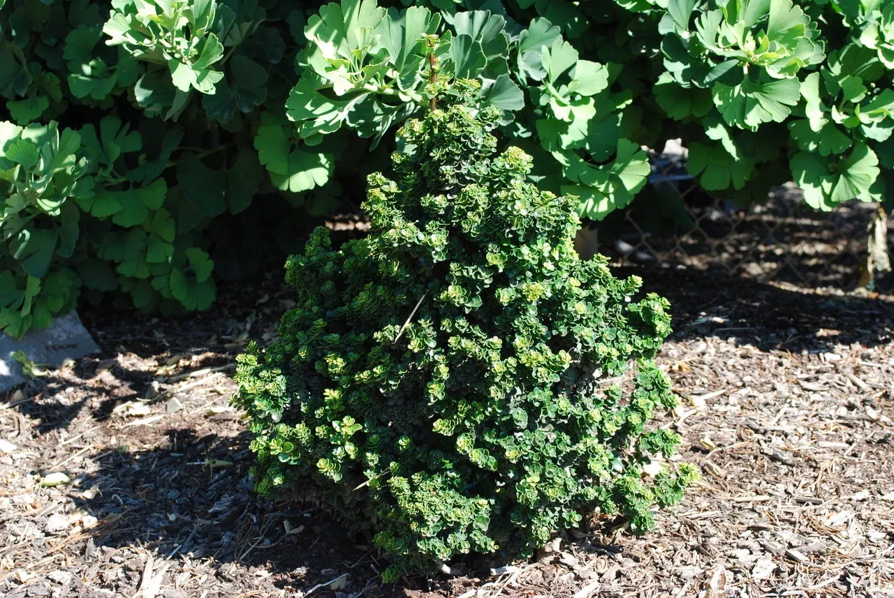 Dwarf Japanese Holly