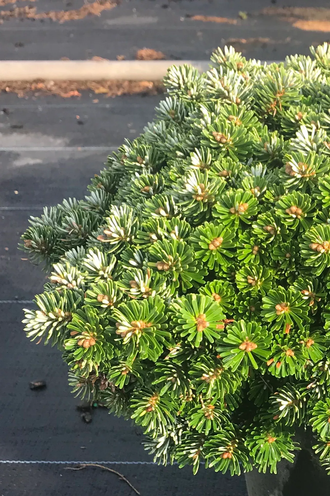 Dwarf Korean Fir