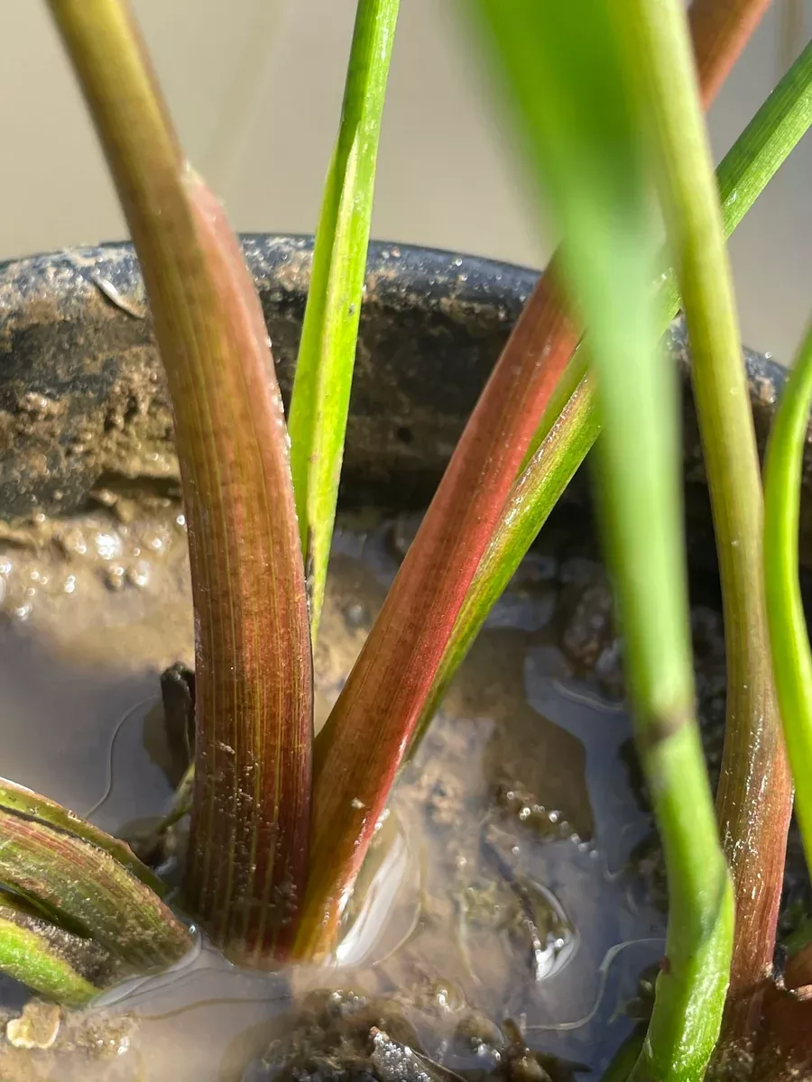 Dwarf Sagittaria