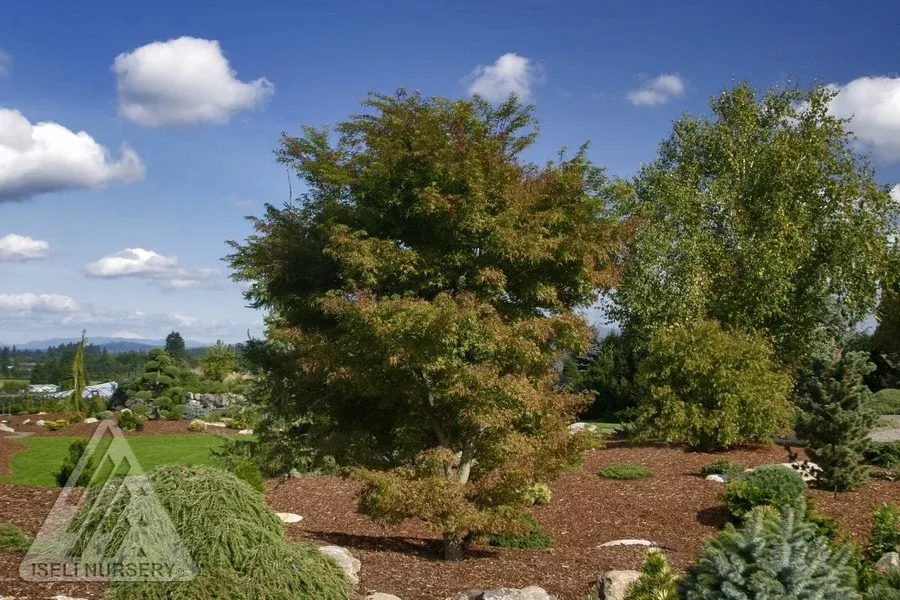 Eagle's Claw Japanese Maple