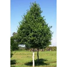 Eagleston Holly- Local pick or delivery only