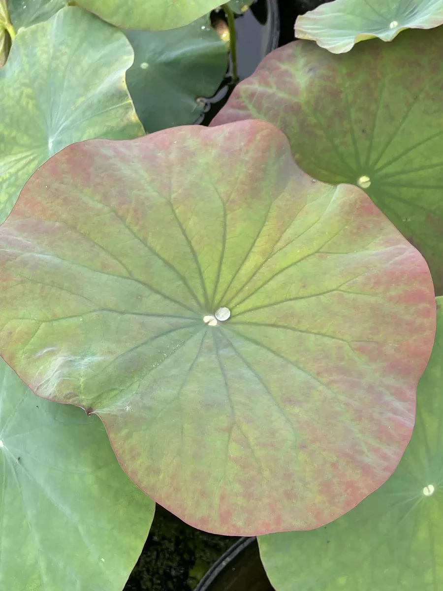 East Lake - Lotus