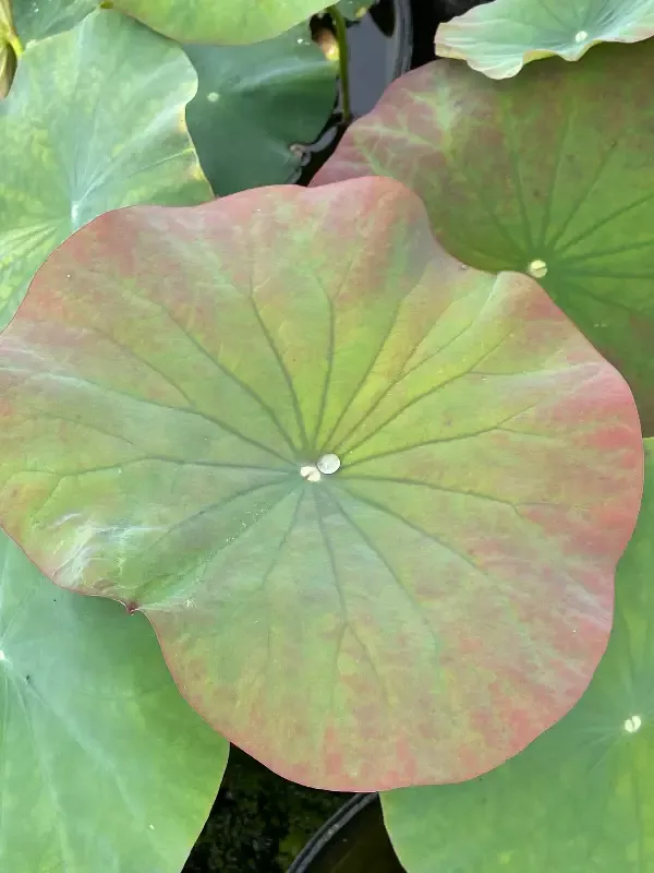 East Lake Pink- Lotus