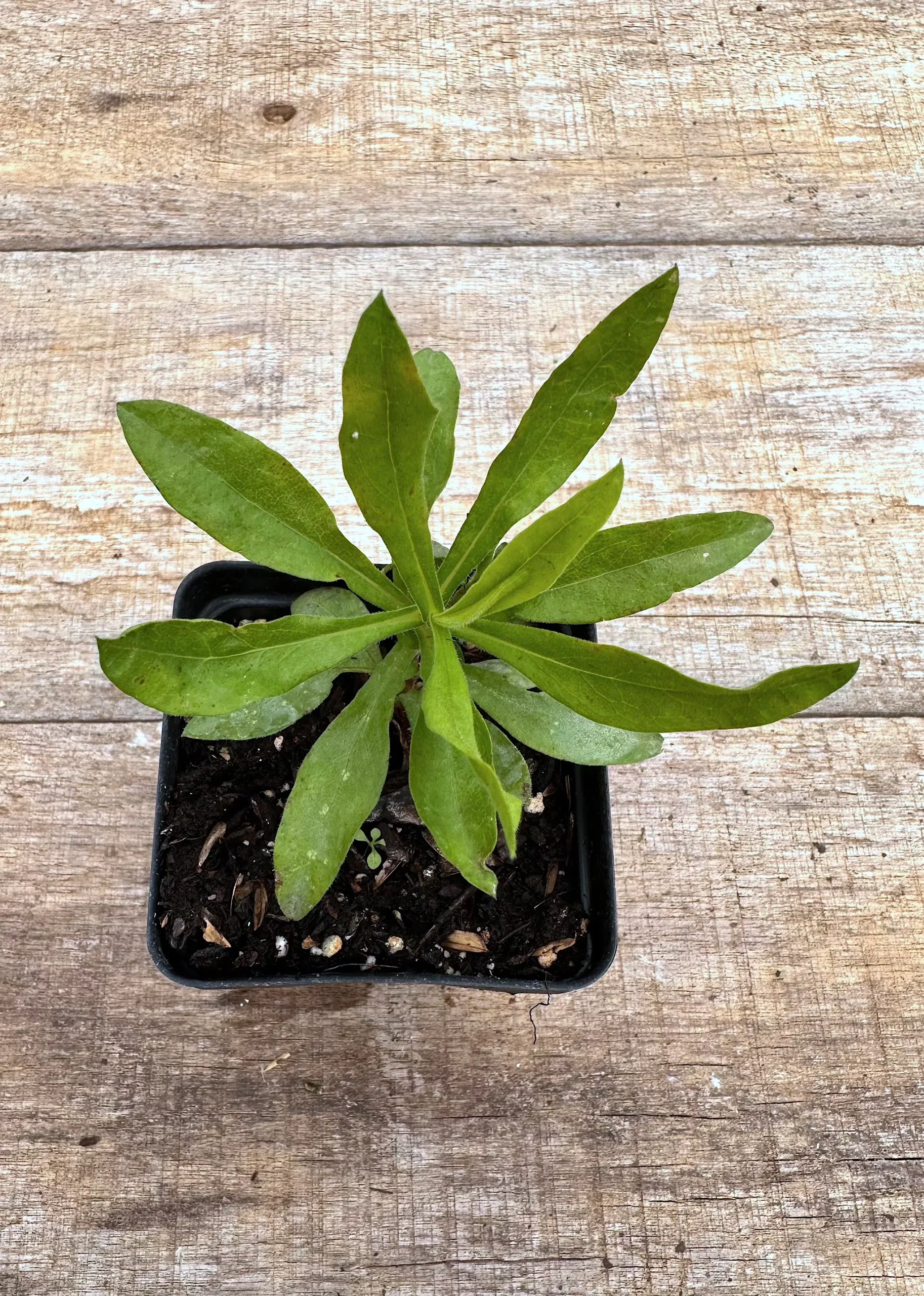 Eastern Blue Star
