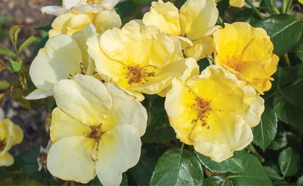 Easy Bee-zy™ Knock Out Rose (Rosa K.O 'Easy Bee-Zy') - 2 gallon