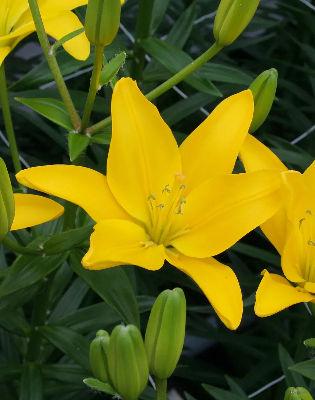 Easy Sun Asiatic Lily - 5 bulbs