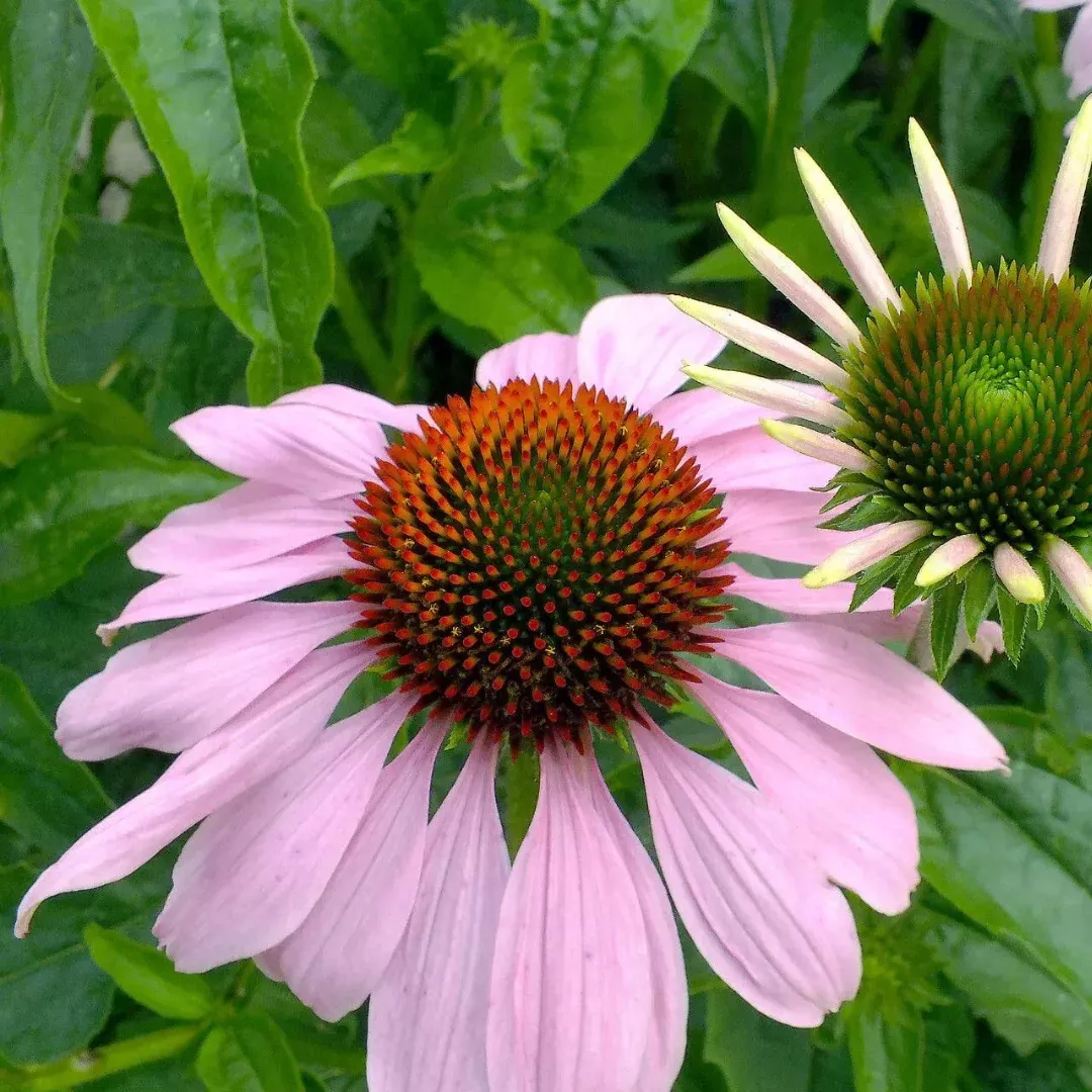 Echinacea angustifolia