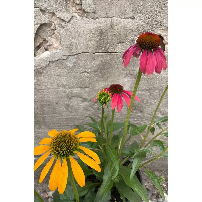Echinacea Cheyenne Spirit #1