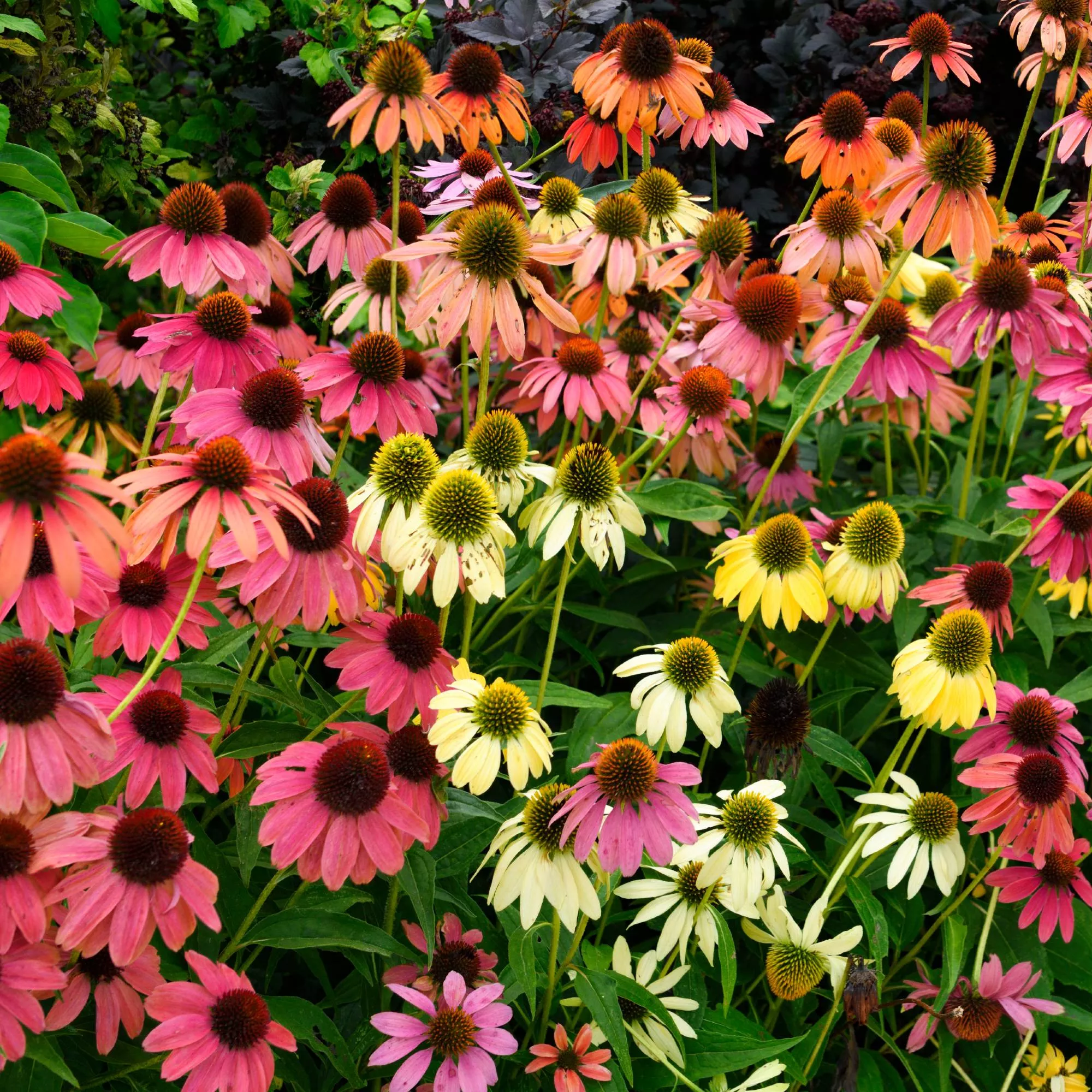 Echinacea - Cheyenne Spirit Potted Plant 2 Pack