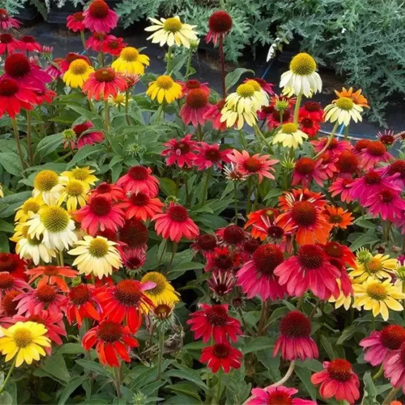 Echinacea 'Cheyenne Spirit'