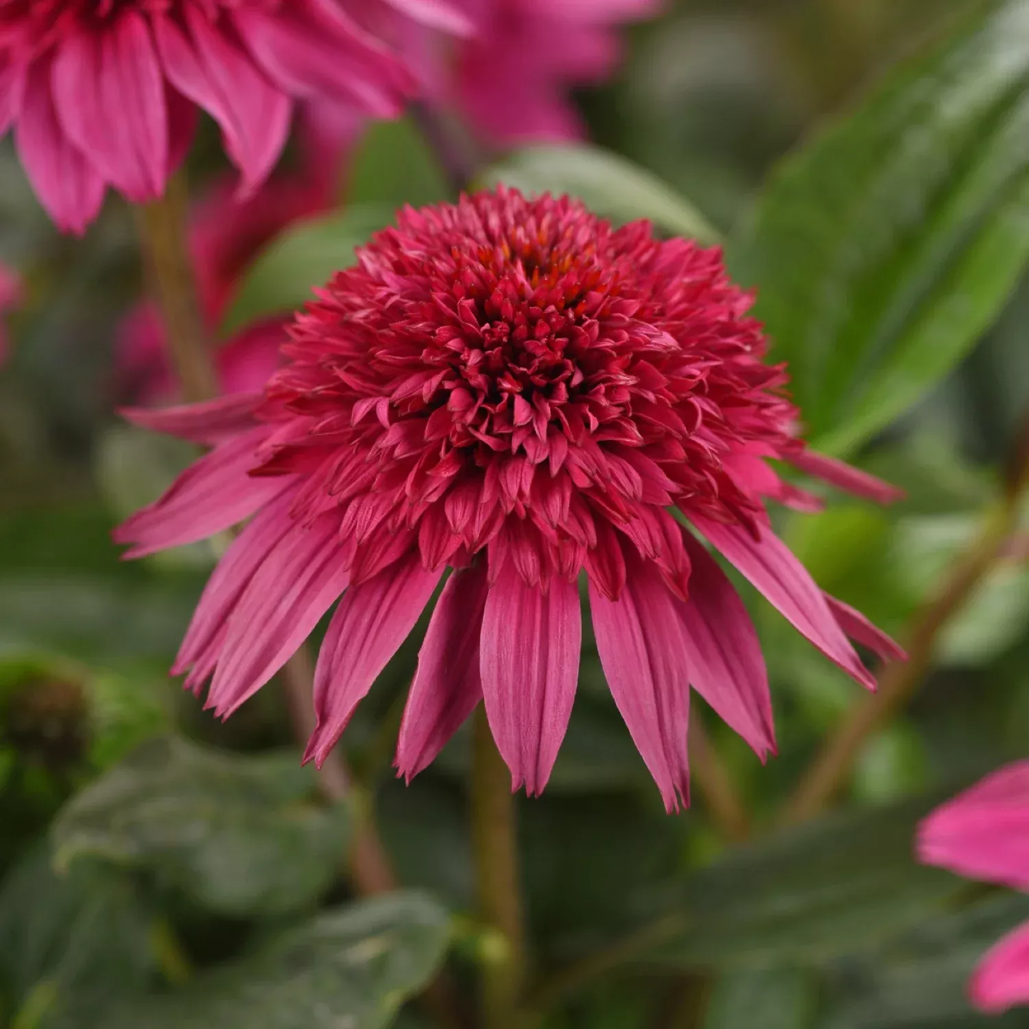 Echinacea - Double Scoop Watermelon Deluxe Potted Plant 2 Pack