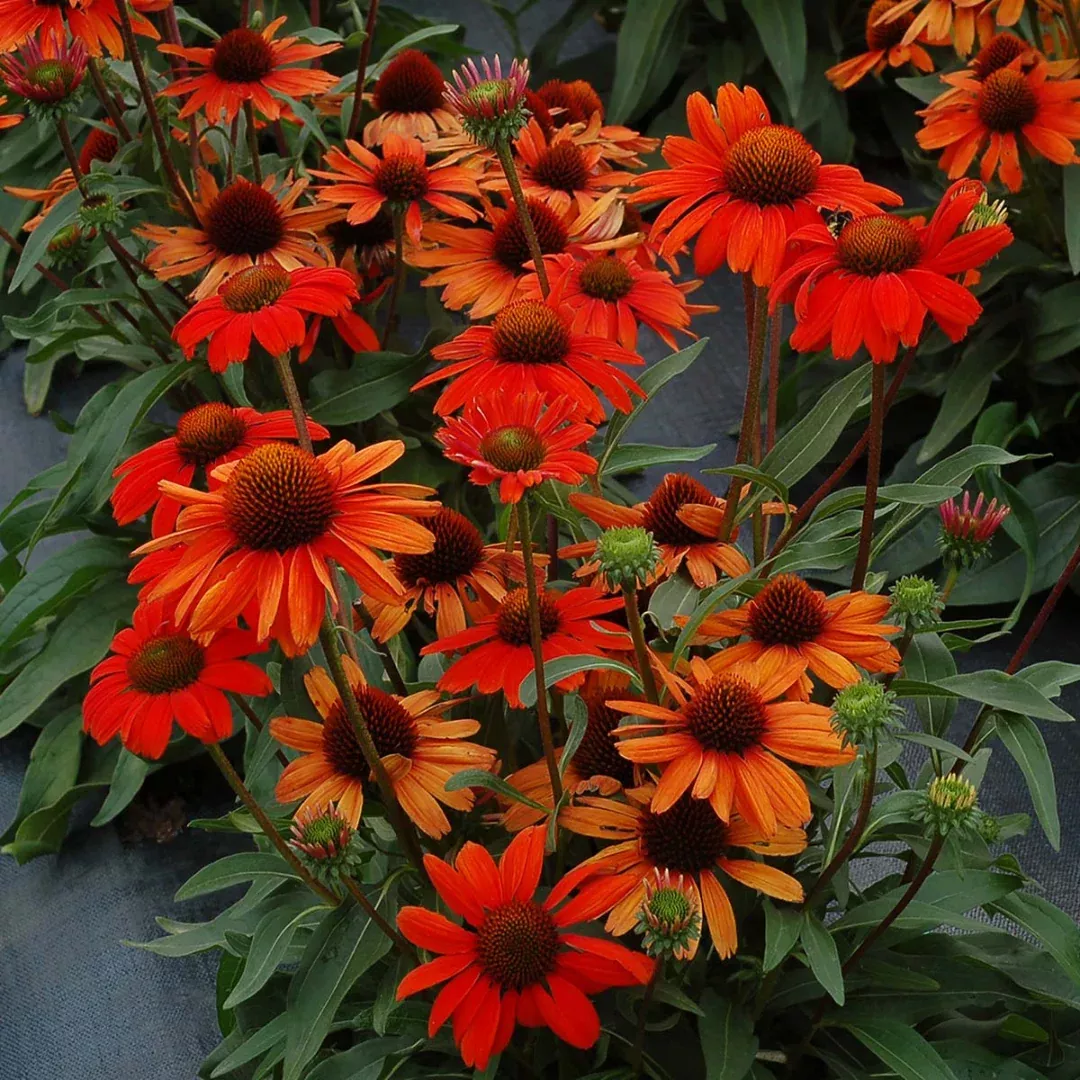 Echinacea 'Kismet Intense Orange'