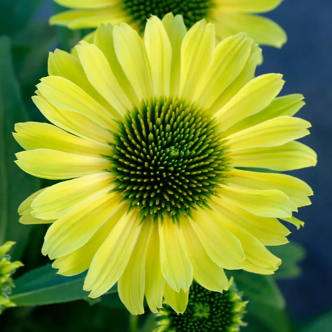 Echinacea 'Kismet Kiwi'
