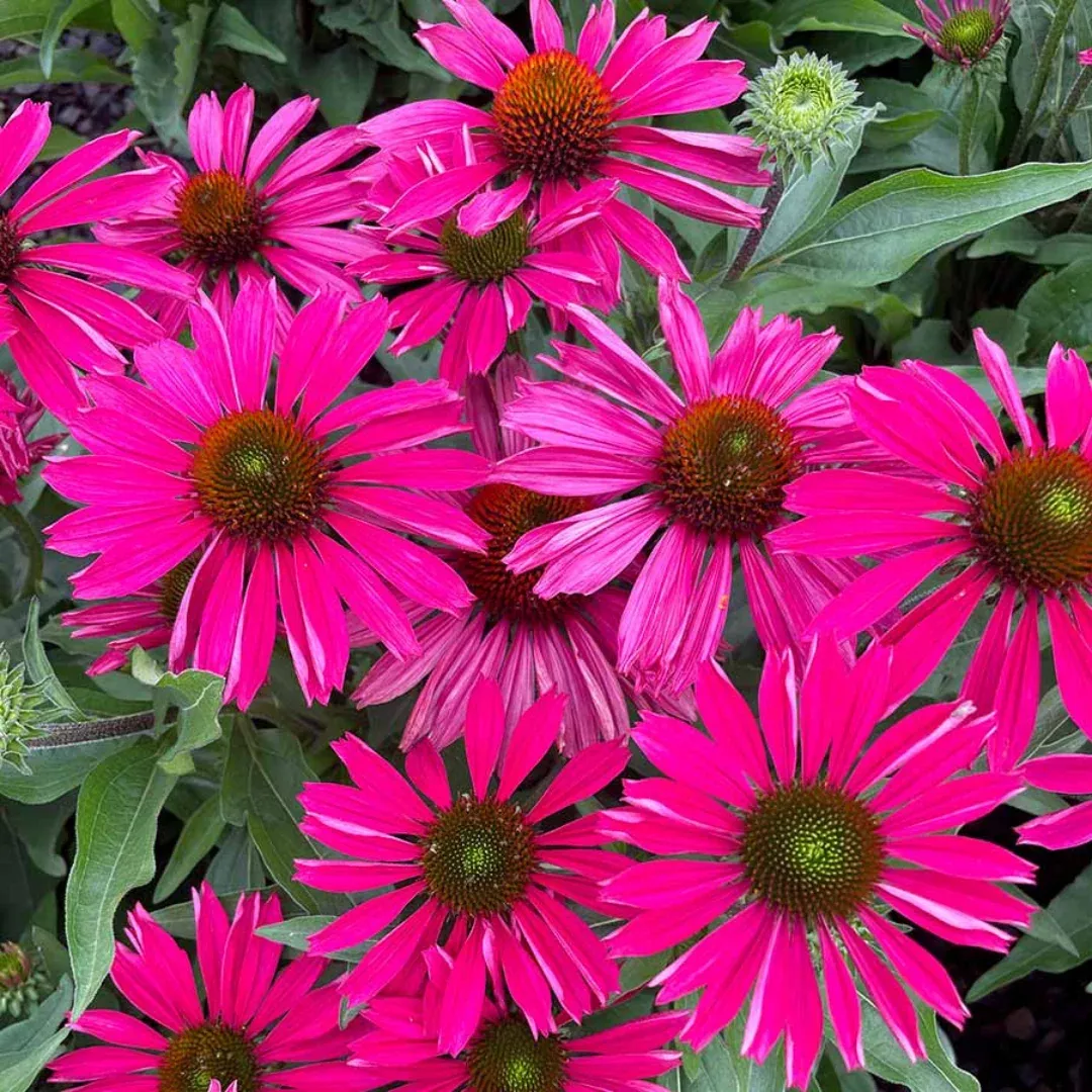 Echinacea 'Kismet Raspberry'