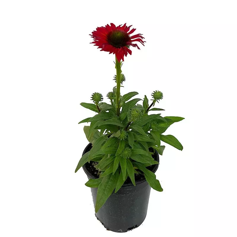 Echinacea 'Kismet Red'