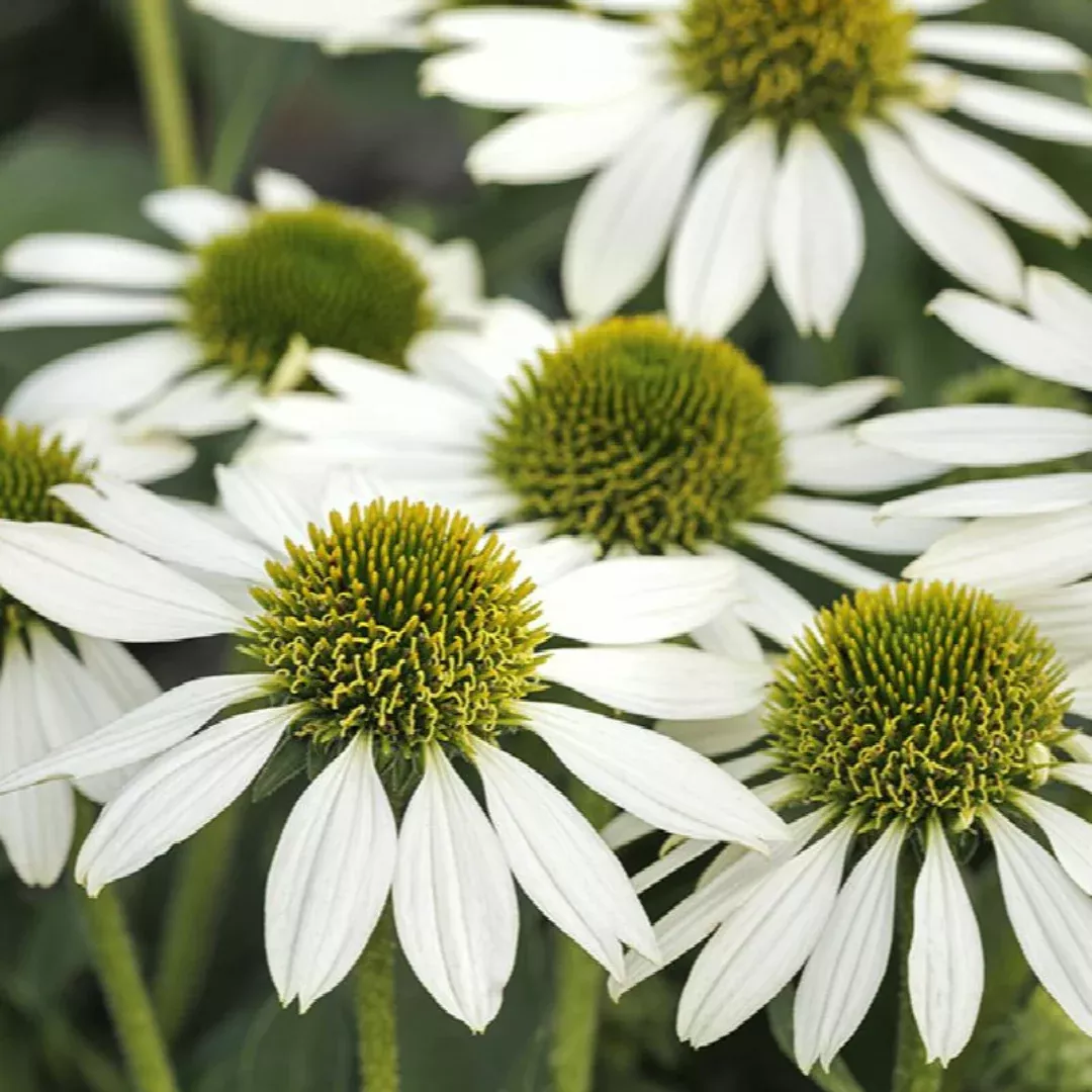 Echinacea 'Kismet White'